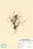 藏品(油萊草)的圖片